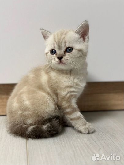 Шотландский котенок девочка