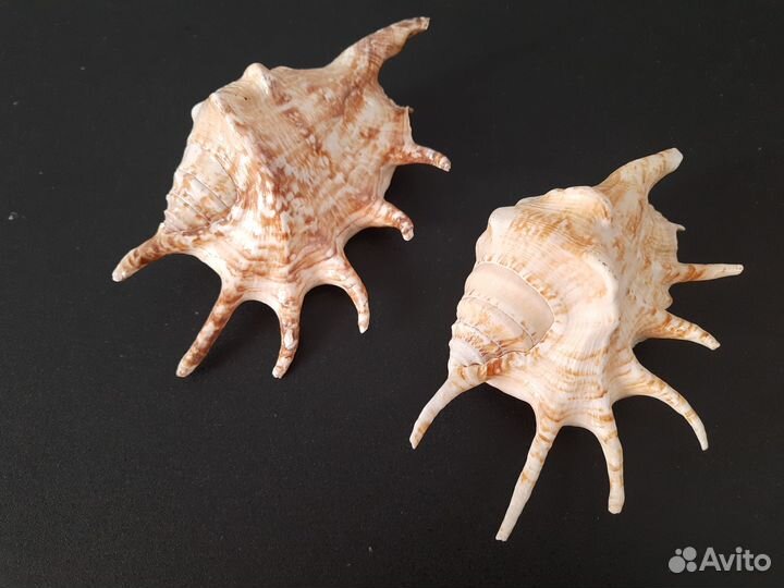 Две большие морские ракушки