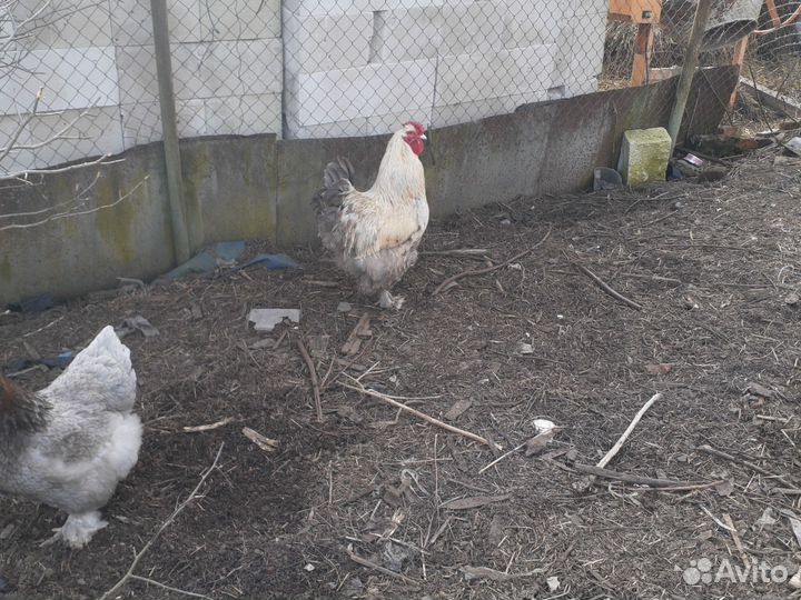 Молодые петухи Кохинхины