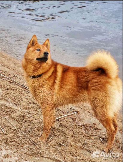 Карельская лайка вязка