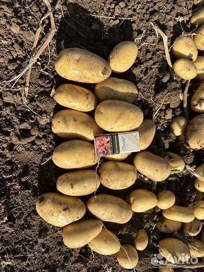 Картофель оптом цена договорная