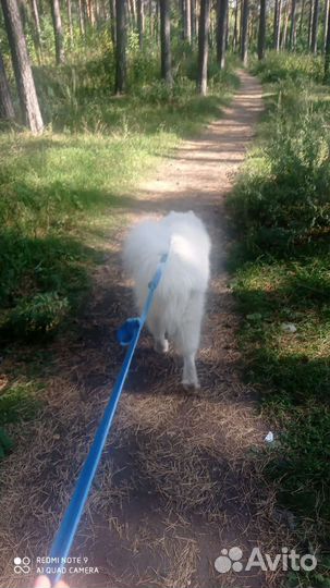 Передержка для собак в домашних условиях