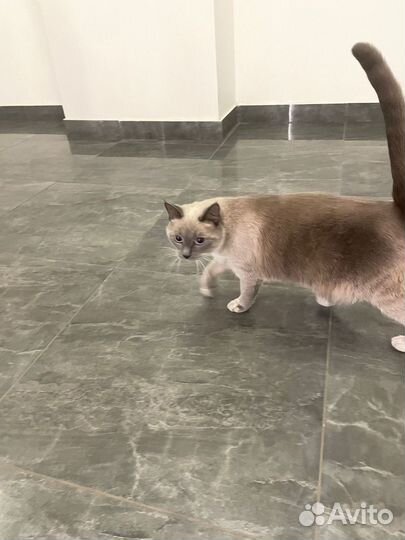 Кошечка в добрые руки