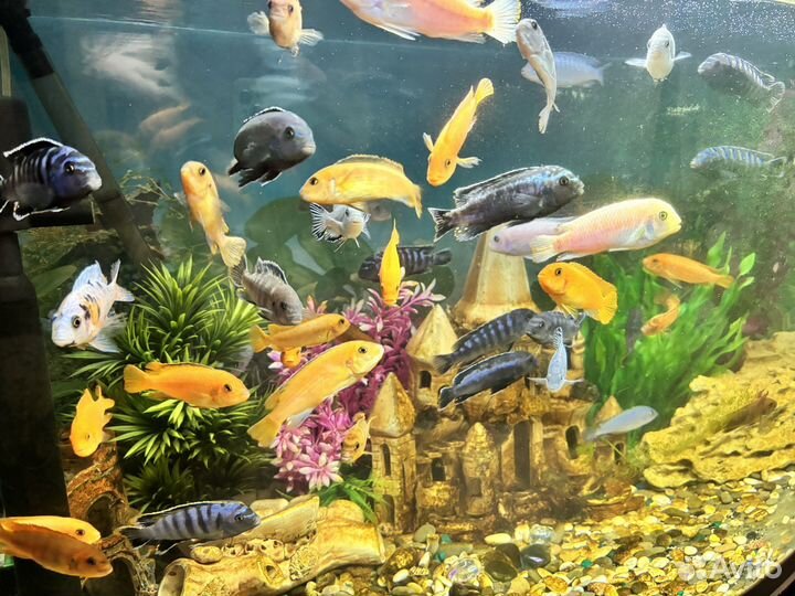 Рыбки цихлиды