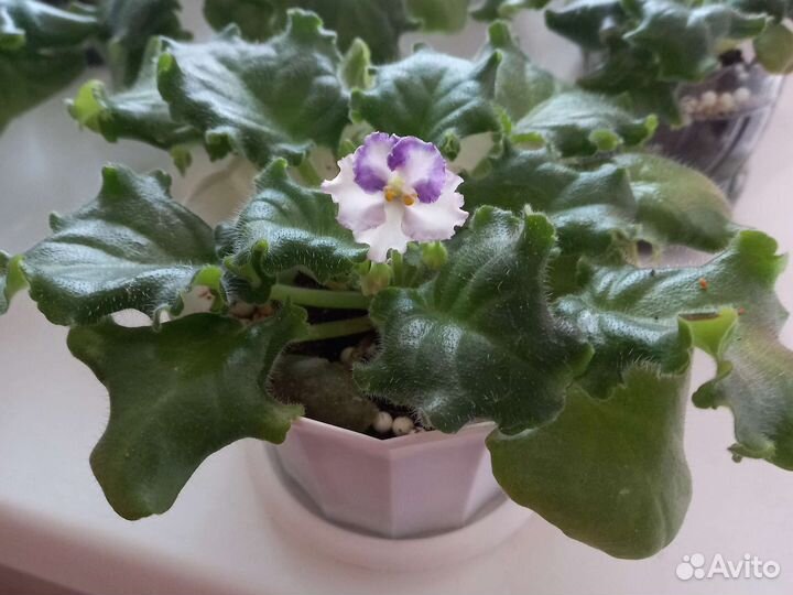 Хлорофитум, панданус, фиалка