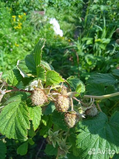 Малина рассада