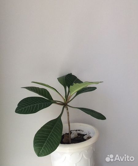 Молочай комнатный