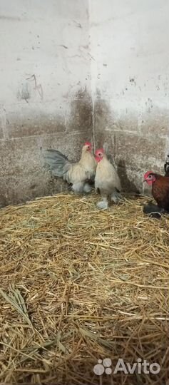 Петухи мильфлеры