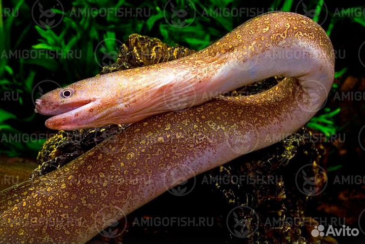 Мурена пресноводная (Gymnothorax tile) 40-50 см