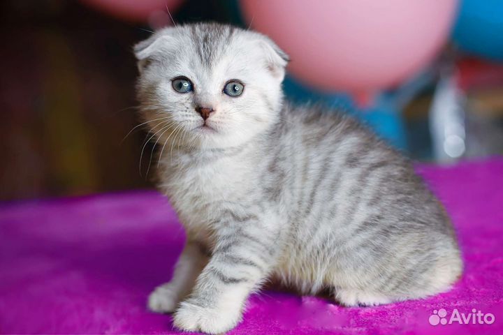 Котенок вислоухая девочка