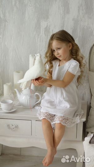 Голуби на свадьбу, на фотосессию