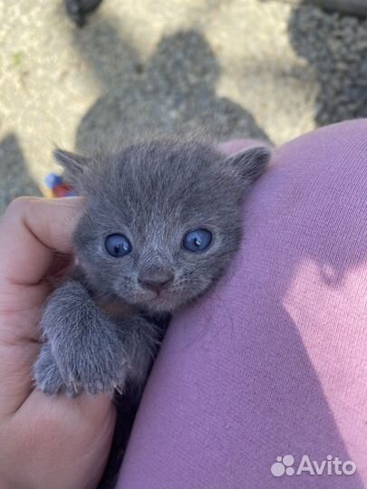 Котята в добрые руки даром