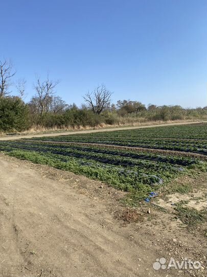 Клубничное поле