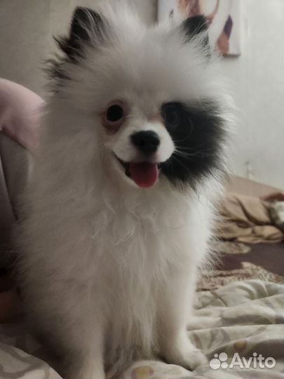 Щенок шпица девочка