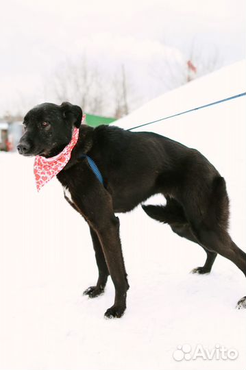 Собака в добрые руки Моника