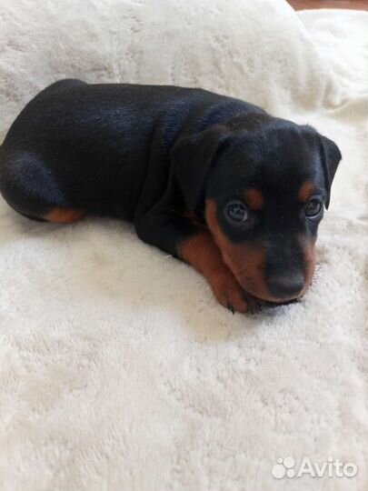 Щенок цвергпинчера, карликовый доберман,минпин