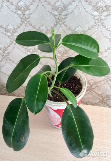 Стефанотис