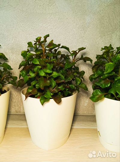 Альтернатера