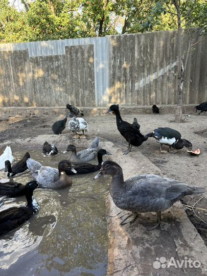 Индоутки тяжелой линии