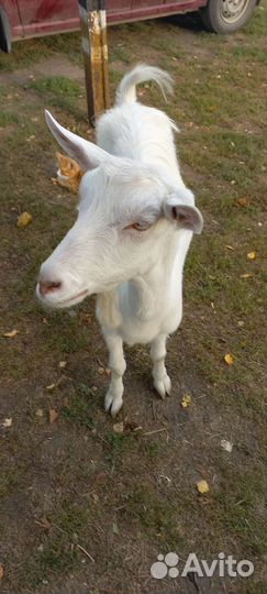 Зааненская дойная коза