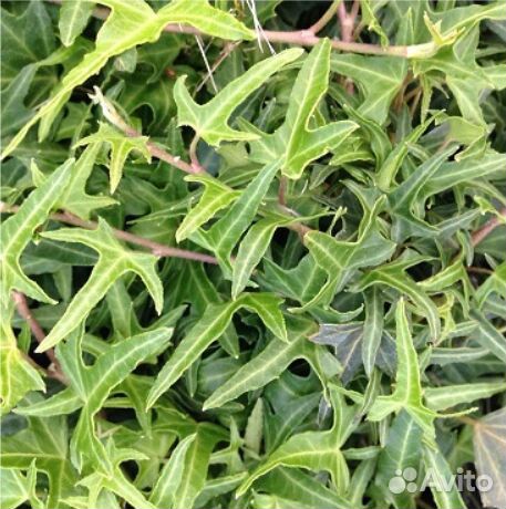 Плющи, лианы, осоки, садовые растения