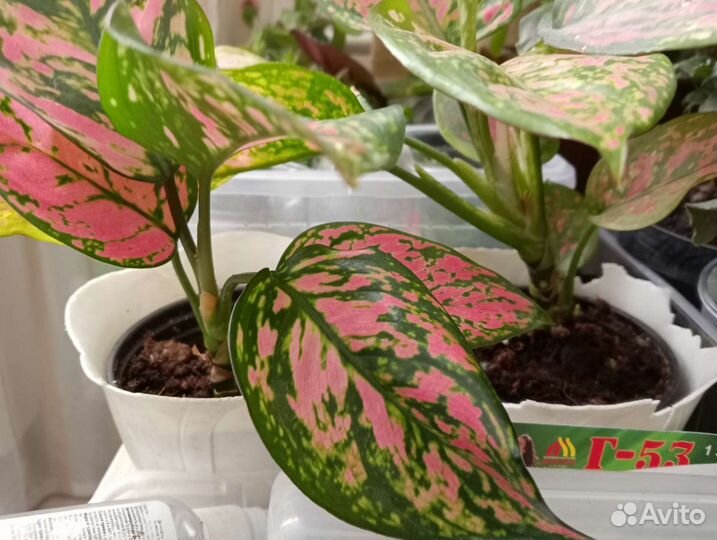 Черенки редких растений