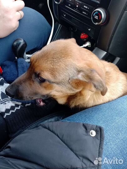 Щенок в добрые руки бесплатно