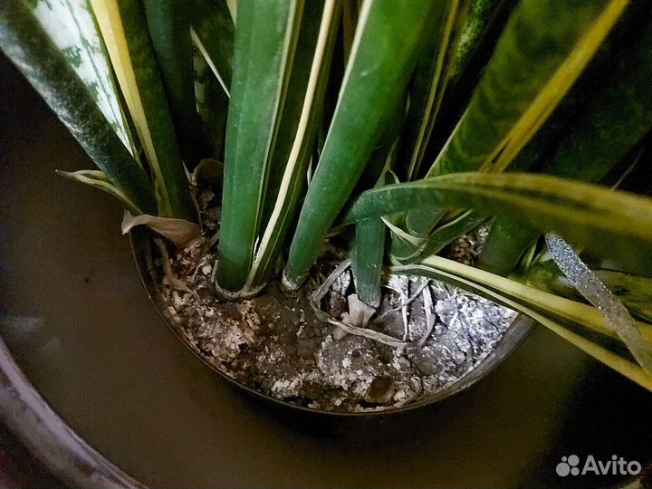 Щучий хвост