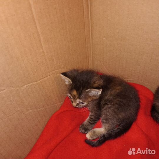 Кошки бесплатно