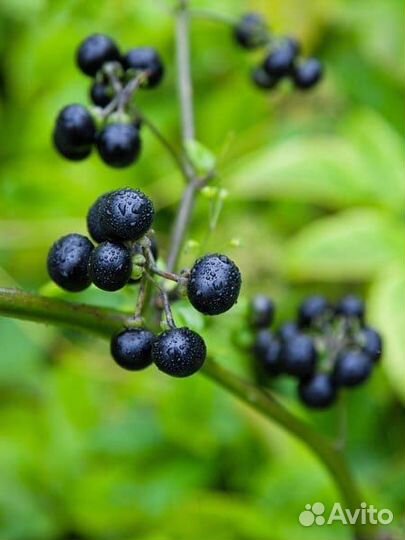 Самберри рассада ягод