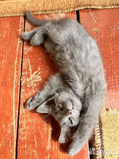 Котята в добрые руки русская голубая