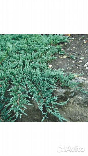 Декоративные кустарники