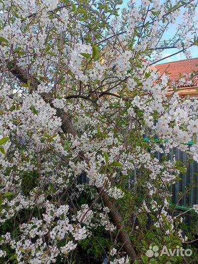 Вишня Владимирская