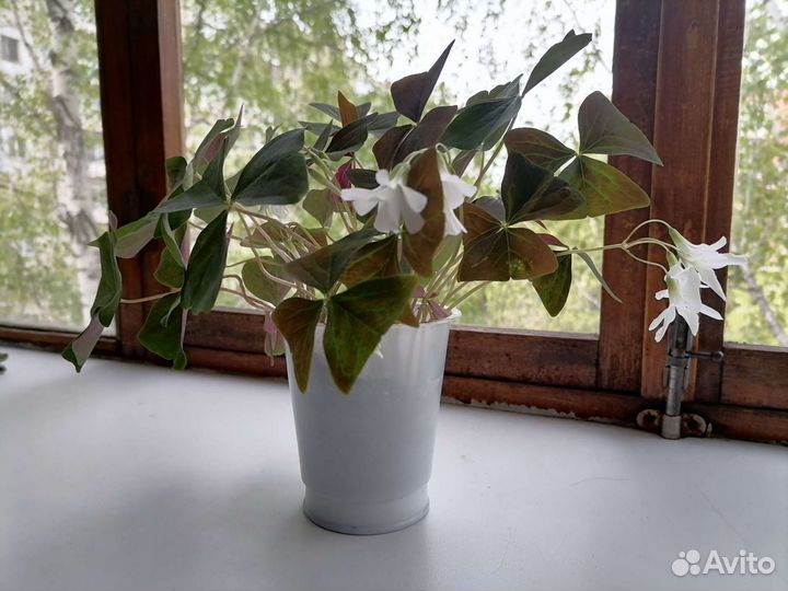 Оксалис (кислица)