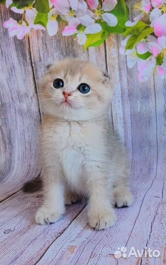Шотландский фолд голубое золото. Котик