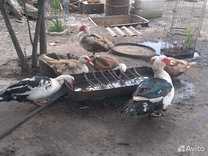 Утки шипуны