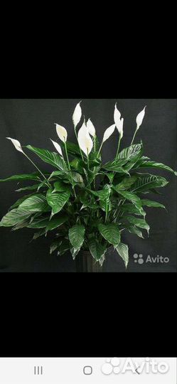 Спатифиллум отдам