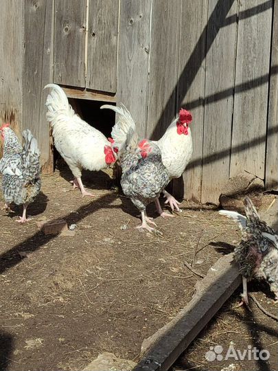 Пушкинский петух