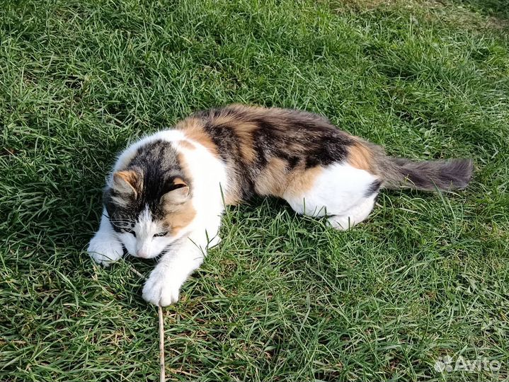 Кошечка Лапуля