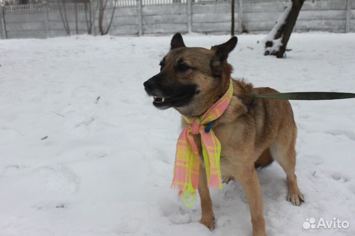 Собака из приюта в поиске любящей семьи