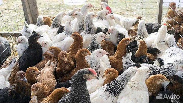 Куры Ломэн Браун, Хайсекс Вайт, Доминанты с достав