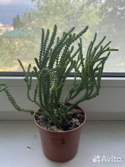 Крассула плауновидная