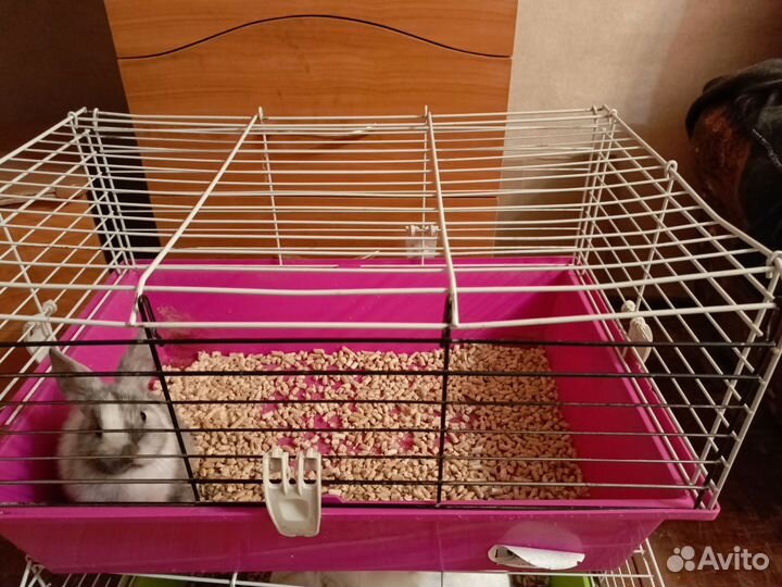 Декоративные кролики