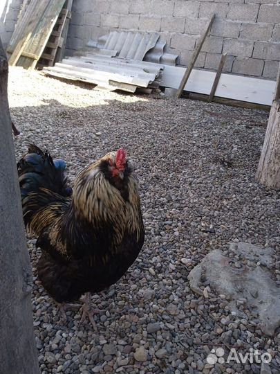 Амераукана,петухи, яйцо, цыплята