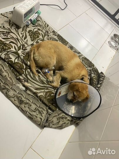 Найдена собака