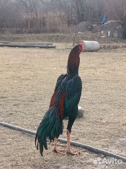 Бойцовые петухи тай- (осако)шамо