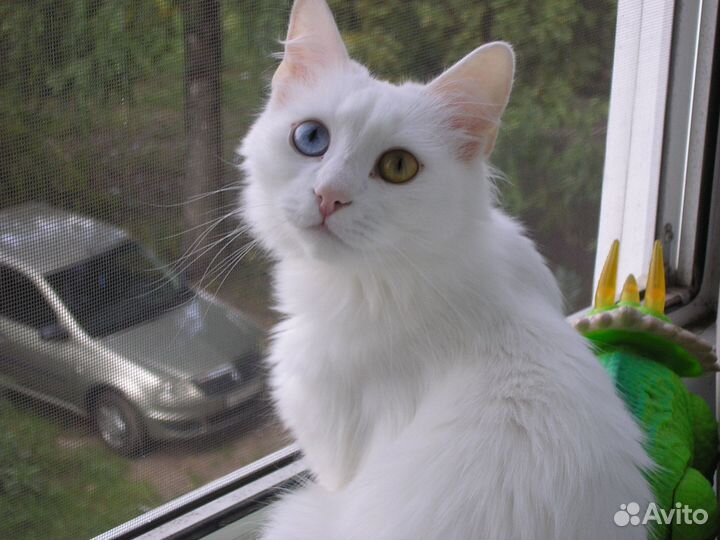 Кошка Турецкой ангоры на вязку