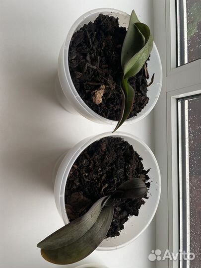 Продам орхидею