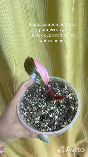 Филодендрон