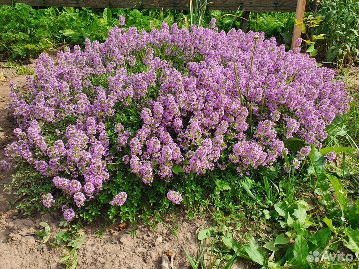 Тимьян ползучий